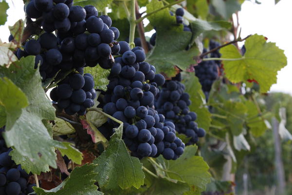Wickerer Wein