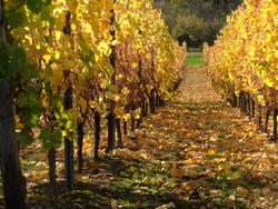 herbstlicher Weinberg von Fl&ouml;rsheim-Wicker