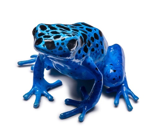Museum Wiesbaden Gift Frosch